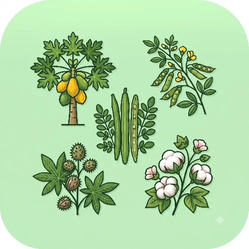 ஓராண்டு & பல்லாண்டு பயிர்கள் Perennial Crops