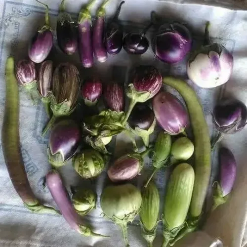 20 வகை கத்தரி தொகுப்பு | 20 Brinjal Pack Combo (20  -brinjal-pack-combo)