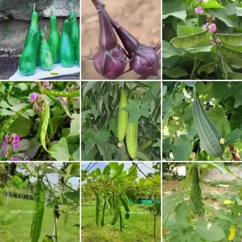 30 வகை கொடிகாய்கறி தொகுப்பு (30 Creepers combo)