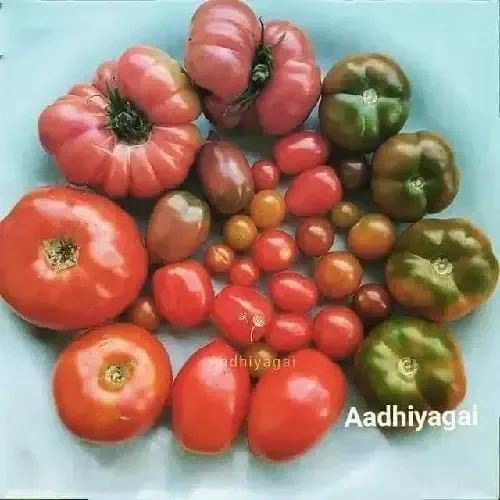 7 வகை தக்காளி தொகுப்பு (7 tomato combo)