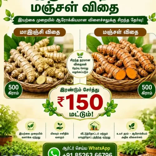 மஞ்சள் மாஇஞ்சி தொகுப்பு Turmeric and mango ginger seed combo (turmeric-and-mango-ginger-seed-combo)