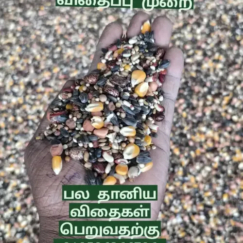 பலதானிய விதைப்பு 25கிலோ multigrain seeds for soil fertile (25-multigrain-seeds-for-soil-fertile)