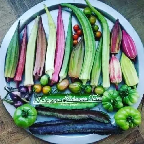 50 வகை வீட்டுத்தோட்ட விதைதொகுப்பு (50 basic seeds combo)