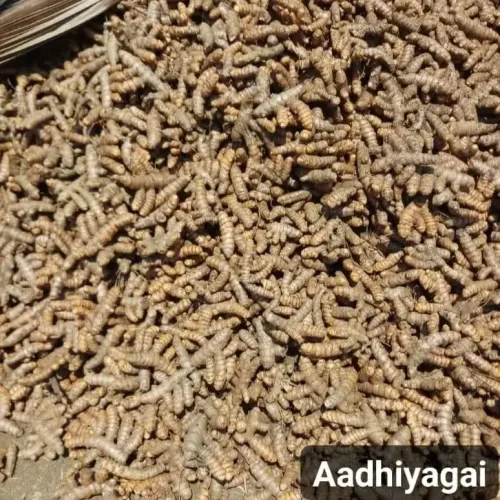 மஞ்சள் Turmeric (turmeric)