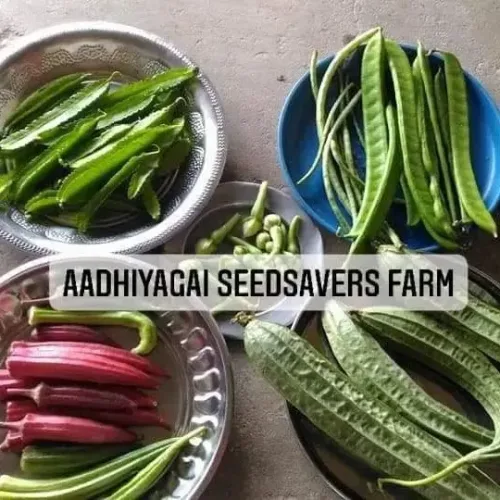 25 வகை அடிப்படை தொகுப்பு (25  seeds combo)