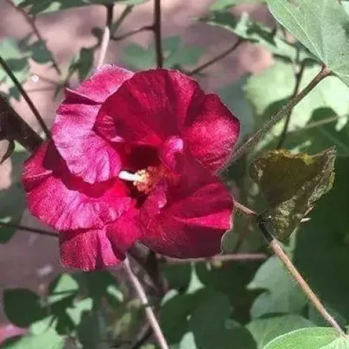 மர பருத்தி Tree Cotton (tree-cotton)