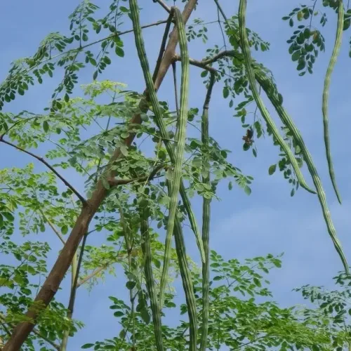 முருங்கை Drumstick (drumstick)