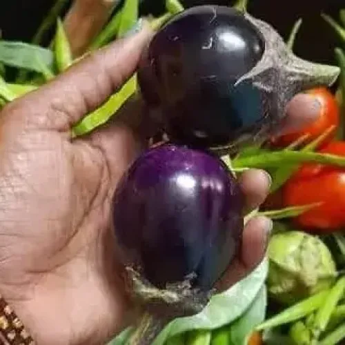ஊதா கத்தரி Brinjal Blue (brinjal-blue)