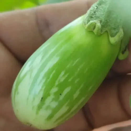 ஒடவை பச்சை கத்தரி Odc Green Brinjal (odc-green-brinjal)