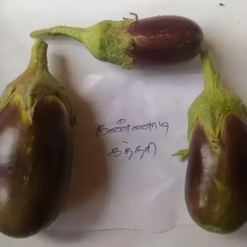 கண்ணாடி கத்தரி Brinjal purple shine (brinjal-purple-shine)