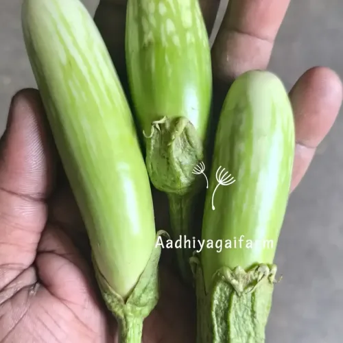 கன்னிமானூத்து கத்தரி green lean brinjal (green-lean-brinjal)