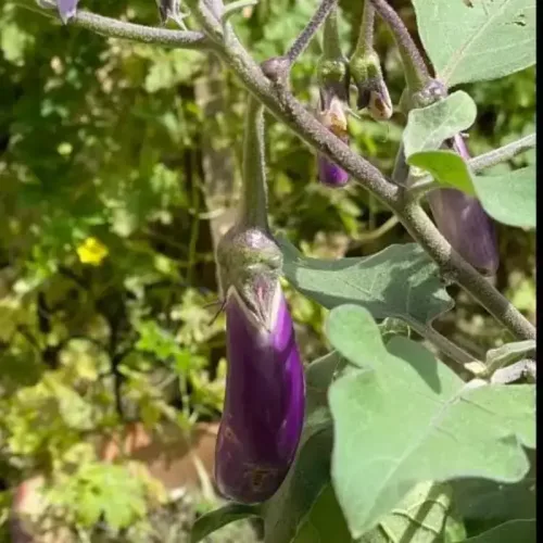 கொத்து கத்தரி | purple cluster brinjal (purple-cluster-brinjal)