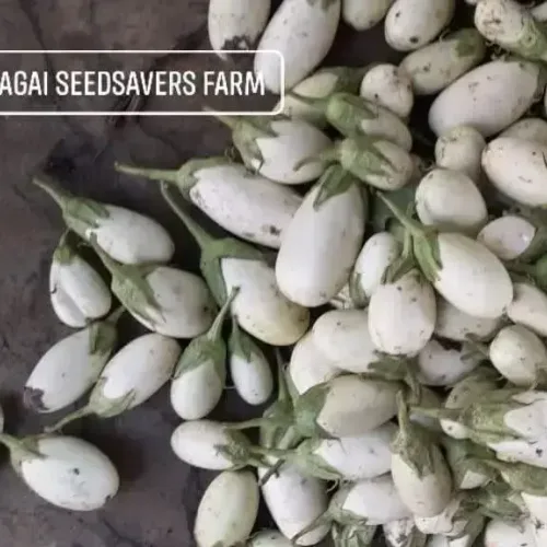 கோவில்பட்டி வெள்ளை கத்தரி kovilpatti white brinjal (kovilpatti-white-brinjal)