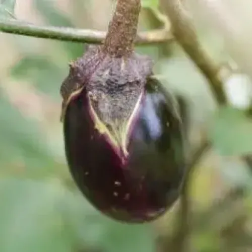 செவந்தம்பட்டி கத்தரி Brinjal Blue Egg shape (brinjal-blue-egg-shape)