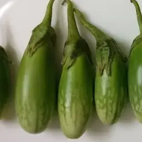 திண்டுக்கல் பச்சை நீள கத்தரி Brinjal DGL Green long (brinjal-dgl-green-long)