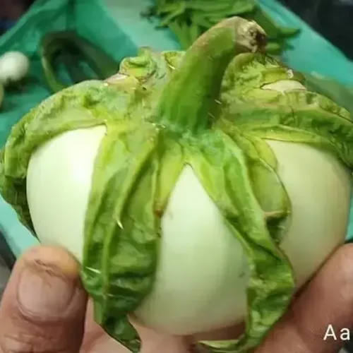 தொப்பி கத்தரி Cap Brinjal (cap-brinjal)