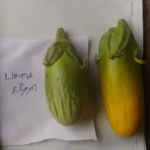 பச்சை கத்திரி Brinjal Green Oval Shape (brinjal-green-oval-shape)
