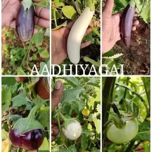 பலவகை கத்தரி ரகங்கள் Brinjal Mixed (brinjal-mixed)