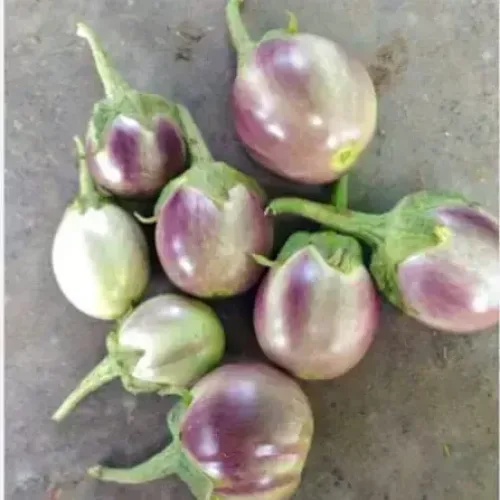 பவானி உருட்டு கத்தரி |Bhavani Round Brinjal (bhavani-round-brinjal)