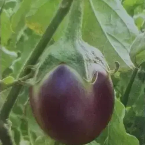 பவானி கத்தரி (நீள காய்) Bhavani Brinjal (long) (bhavani-brinjal-long)