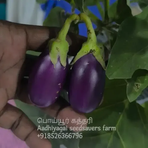 பொய்யூர் கத்தரி | poiyur brinjal (poiyur-brinjal)