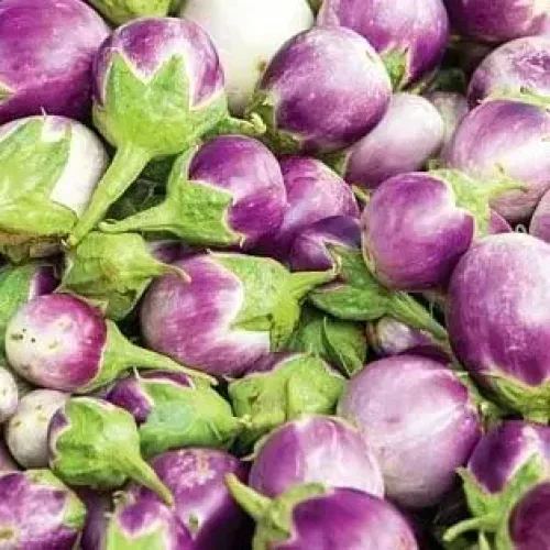 மணப்பாறை கத்தரி Brinjal whitish Blue Round (brinjal-whitish-blue-round)