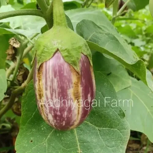 வரி கத்தரி Brinjal Blue white Striped (brinjal-blue-white-striped)