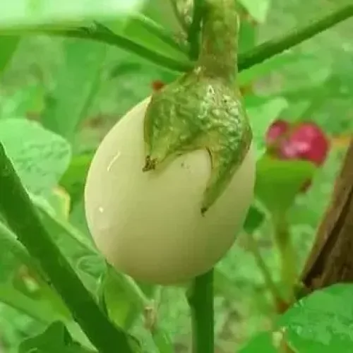 வெள்ளை உருட்டு கத்தரிBrinjal White Round (brinjal-white-round)