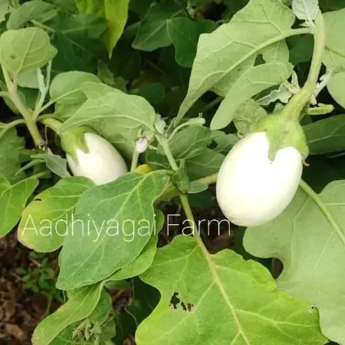 வெள்ளை கத்தரி Brinjal White (brinjal-white)