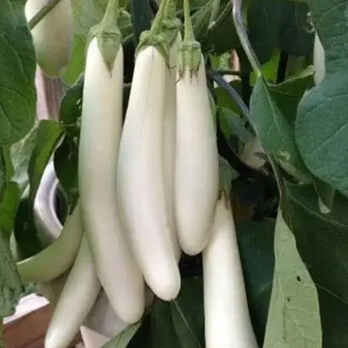 வெள்ளை நீள கத்தரிக்காய் White Long Brinjal (white-long-brinjal)
