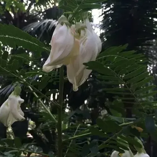 அகத்திக்கீரை Agathi Sesbania grandiflora (agathi-sesbania-grandiflora)