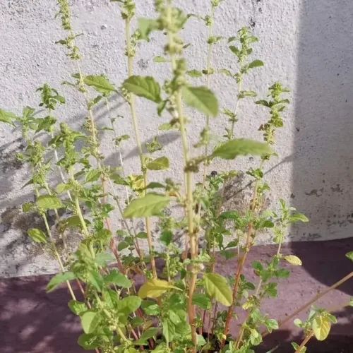 அரைக்கீரை Amaranthus Aritis (amaranthus-aritis)