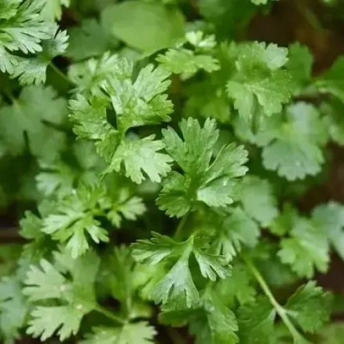கொத்தமல்லி Coriander (coriander)