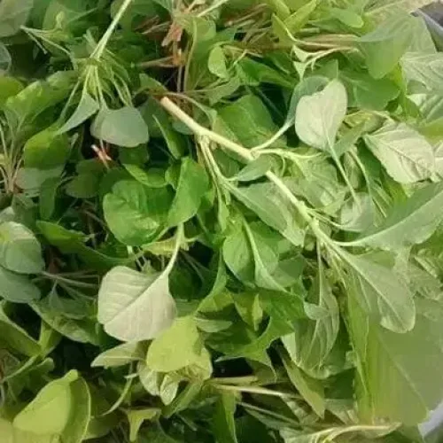 சிறுகீரை Topical Amaranthus (topical-amaranthus)