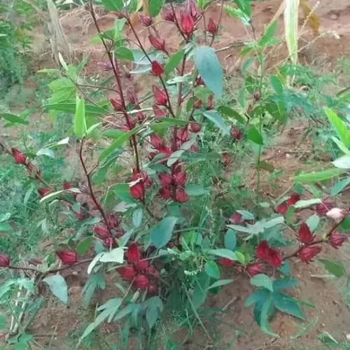சிவப்பு புளிச்சகீரை Gongura Red (gongura-red)