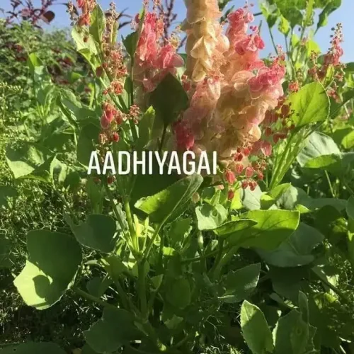 சுக்காங்கீரை Sorrel Leaves (sorrel-leaves)