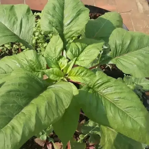பச்சை தண்டங்கீரை Foxtail Amaranthus Green (foxtail-amaranthus-green)