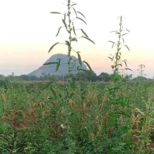 பச்சை புளிச்சகீரை Gongura Green (gongura-green)