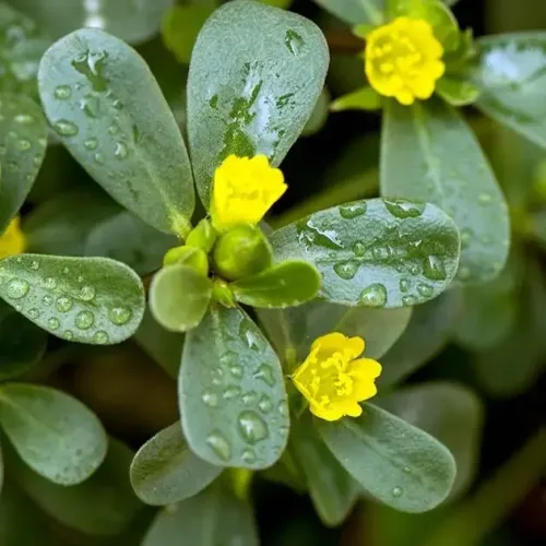 பருப்பு கீரை Purslane (purslane)