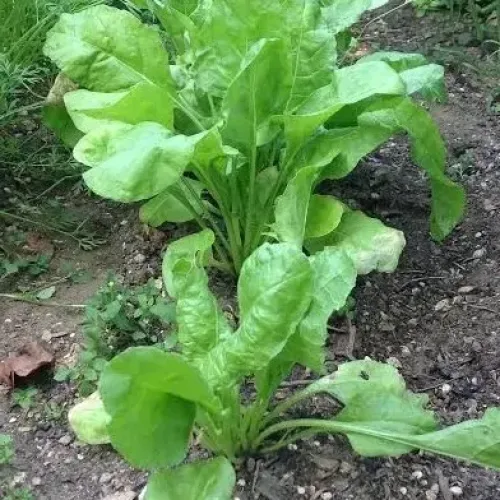 பாலக்கீரை Palak (palak)