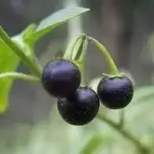 மணதக்காளி கீரை Black Night shade Amaranthus (black-night-shade-amaranthus)