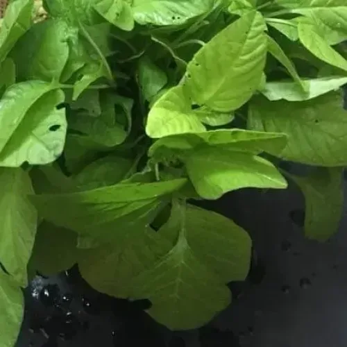 முளைக்கீரை Amaranthus Lividus (amaranthus-lividus)