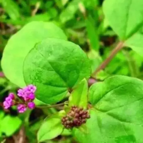 மூக்கிரட்டை | punarnava (punarnava)