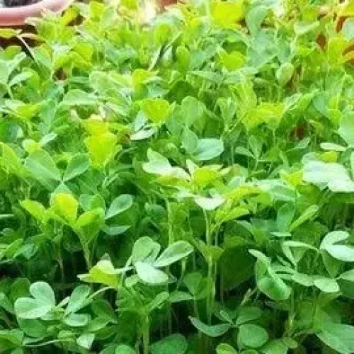 வெந்தயக்கீரை Fenugreek (fenugreek)
