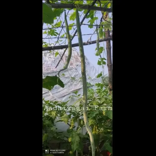 வரி புடலை (striped snake gourd)