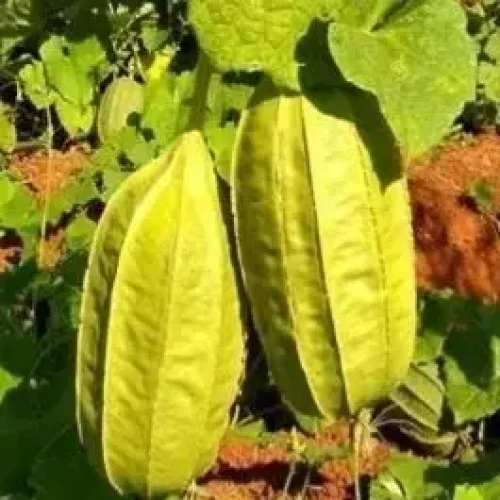 உருட்டு பீர்க்கன் Ridge Gourd Round (ridge-gourd-round)