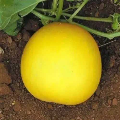 உருட்டு வெள்ளரி Cucumber Round (cucumber-round)