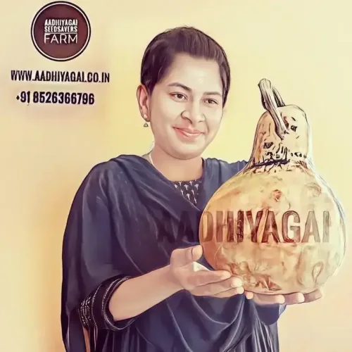 குடுவை சுரை Bottle Gourd Round Large (bottle-gourd-round-large)