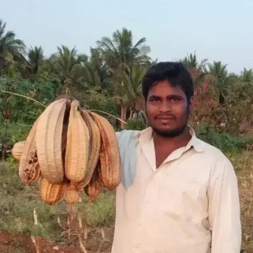 குட்டை பீர்க்கன் Ridge Gourd Short (ridge-gourd-short)