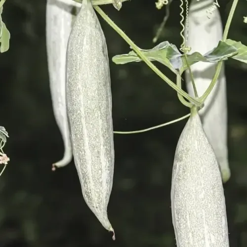 குட்டை புடலை Snake Gourd Short (snake-gourd-short)